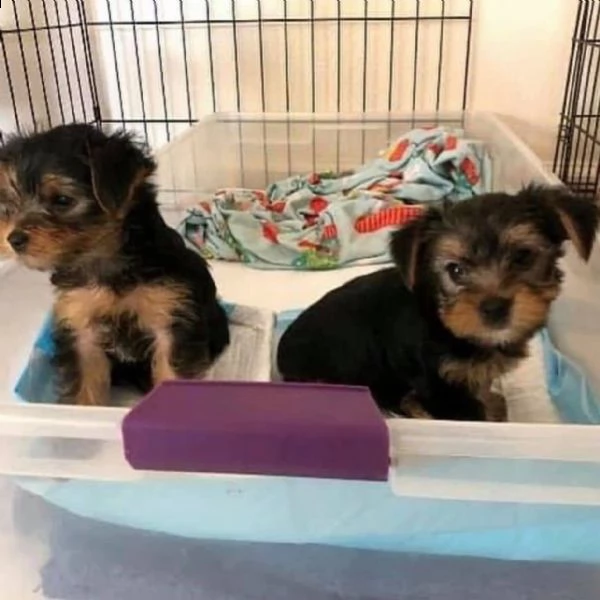   adorabili cuccioli di yorkshire terrier maschio e femmina