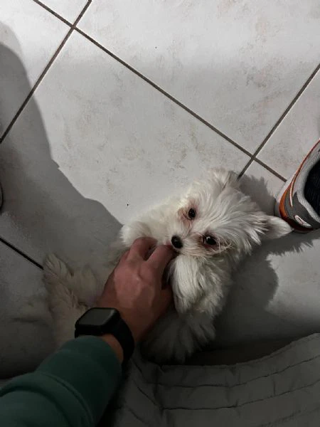 Cuccioli di maltese  | Foto 3