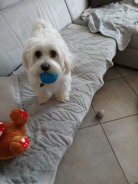 Cuccioli di maltese  | Foto 2