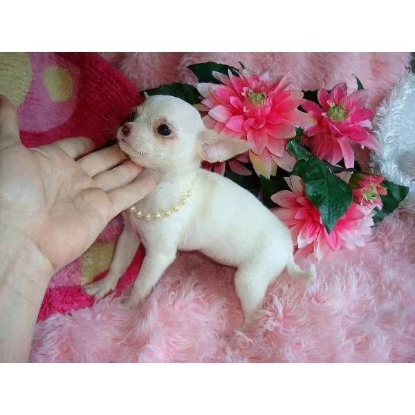 cucciolo di chihuahua , .![at]