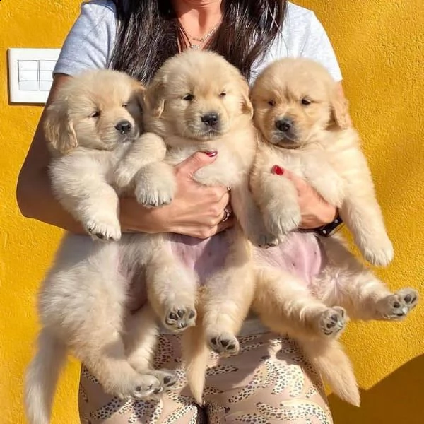  cuccioli di labrador retriever addestrati a casa