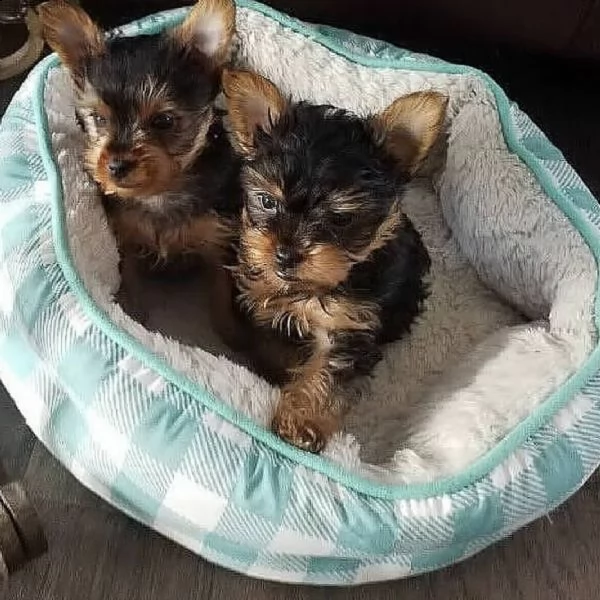   adorabili cuccioli di yorkshire terrier maschio e femmina