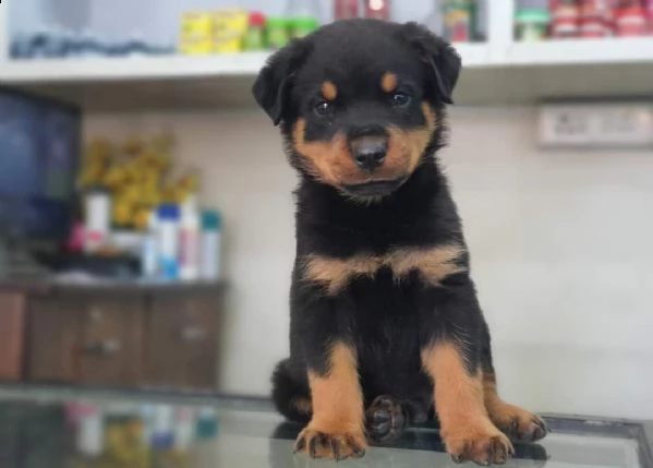  cuccioli di rottweiler ben addestrati in adozione