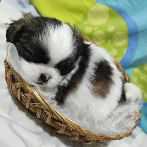  adorabili cuccioli di shih tzu maschi e femmine