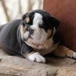  regalo   bulldog inglese | Foto 0