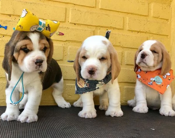  bellissimi cuccioli di beagle in adozione