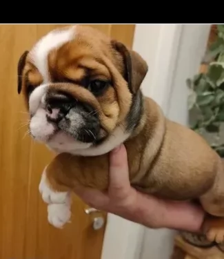bulldog inglese cuccioli 