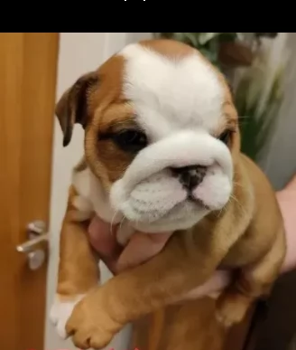 bulldog inglese cuccioli  | Foto 0