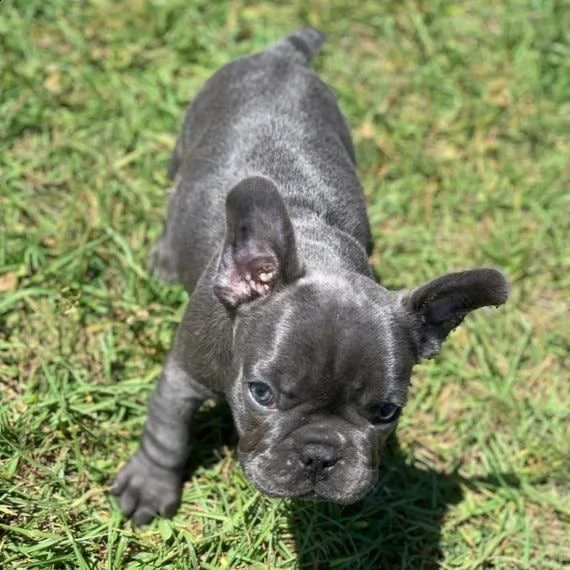  bulldog francese  | Foto 0