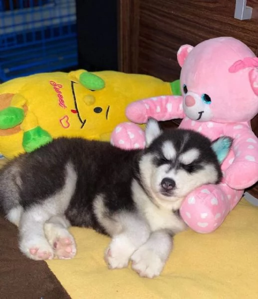 siberian husky cuccioli bianco/nero