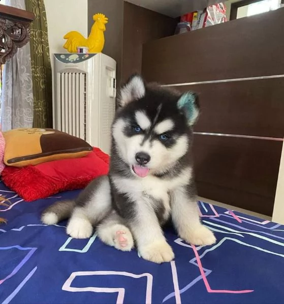 siberian husky cuccioli bianco/nero | Foto 0