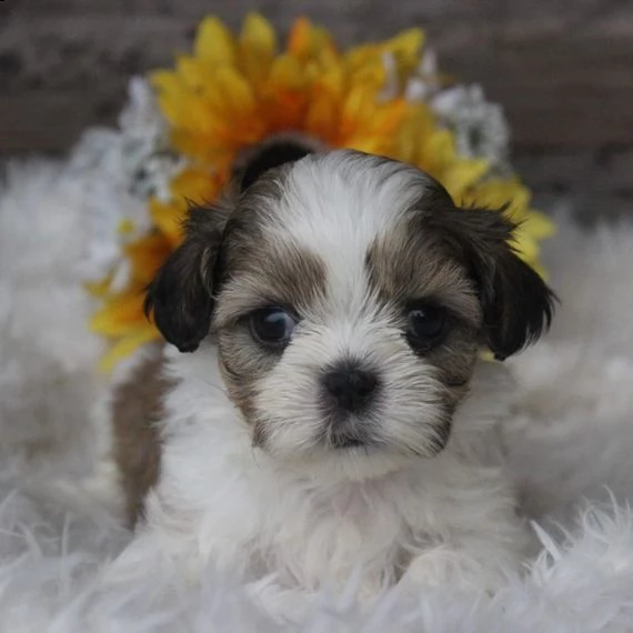 bellissimi cuccioli imperiali di shih tzu per l'adozione | Foto 1