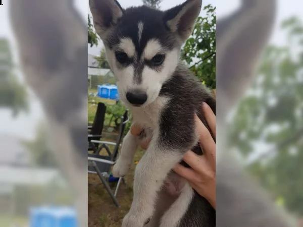 bellissimi cuccioli di husky siberiano. | Foto 1