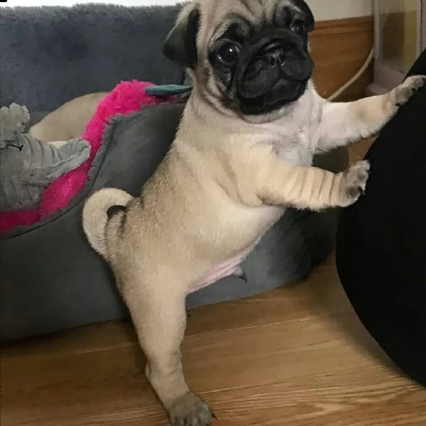 cuccioli di bassotto sani e ben addestrati per l'adozione gratuita | Foto 1