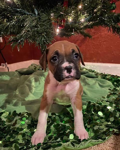 regalo estremamente carino cuccioli di boxer per l'adozione sono a casa sollevati e vasino addestrat