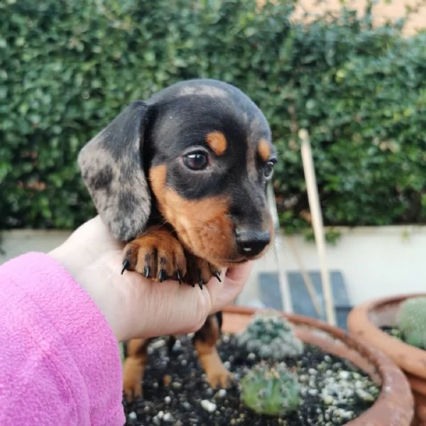 regalo bassotto cuccioli (maschio e femmina) bellissimi cuccioli di bassotto, maschio e femmina, si 