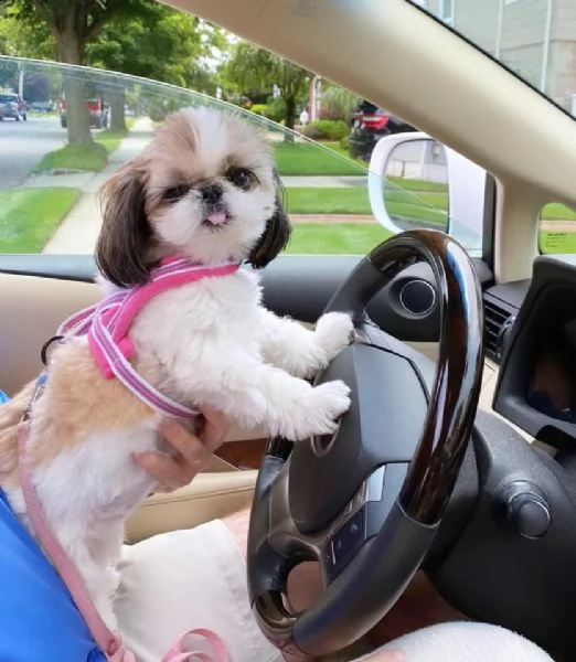  adorabili cuccioli di shih tzu maschi e femmine