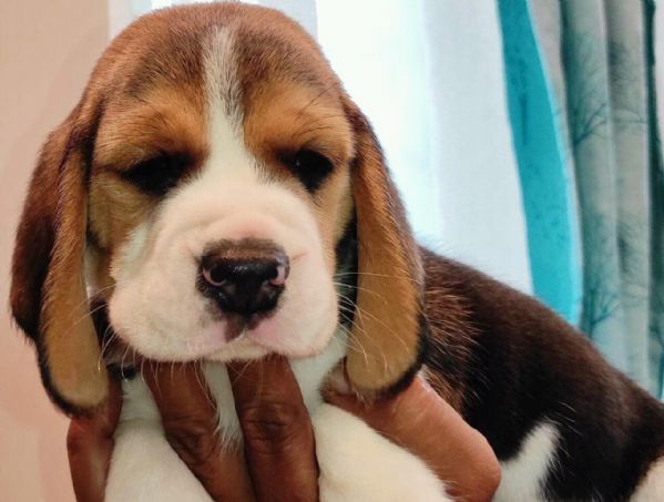 regalo beagle | Foto 0