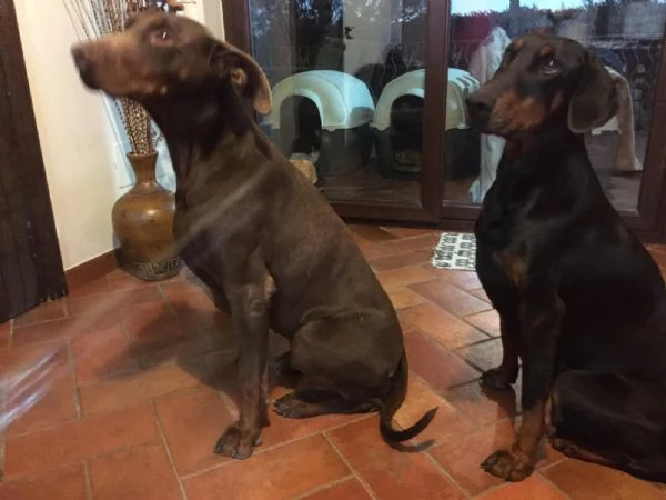 Vendita cuccioli di dobermann  | Foto 0