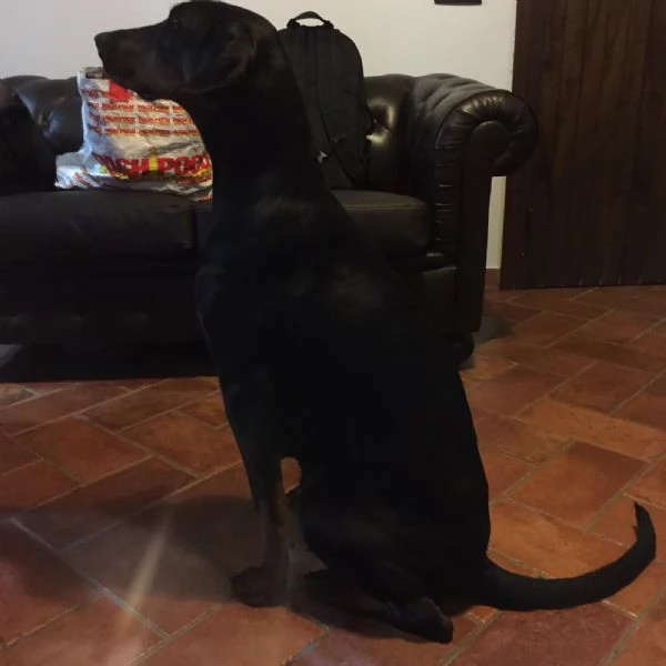 Vendita cuccioli di dobermann 