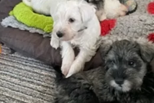 cuccioli di schnauzer