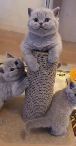   splendidi gattini british shorthair