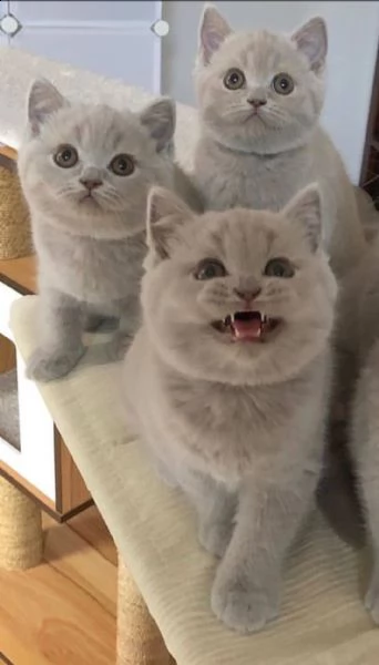 simpatici gattini british shorthair