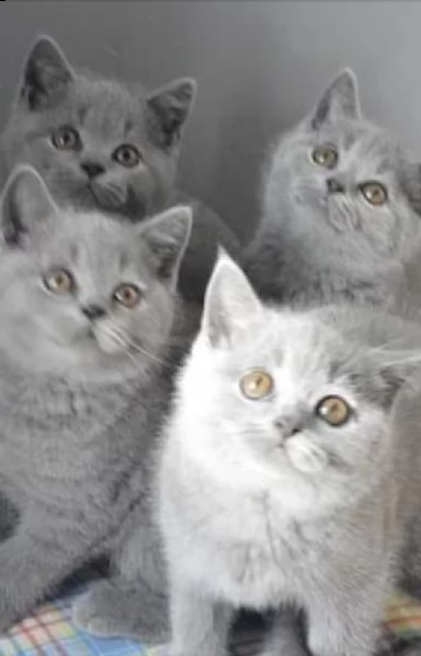   british shorthair disponibile per il re-home