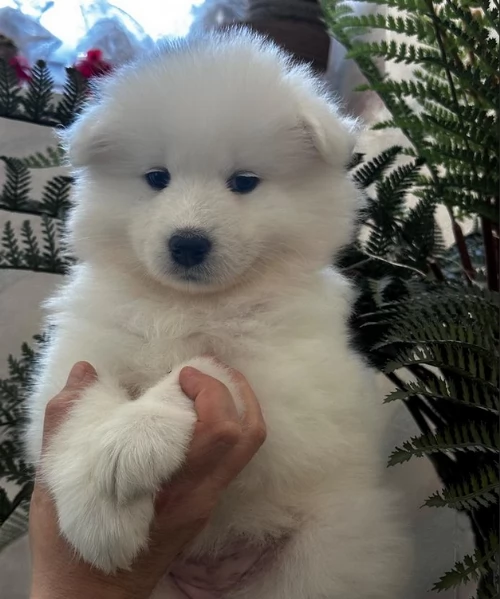 Due Cuccioli di Samoiedo