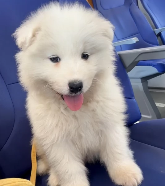 Due Cuccioli di Samoiedo | Foto 0