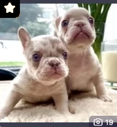 bouledogue francesi cuccioli | Foto 0