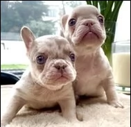 bouledogue francesi cuccioli