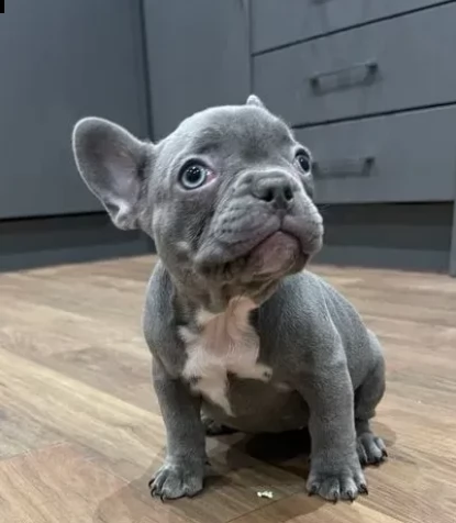 belli cuccioli bouledogue francesi