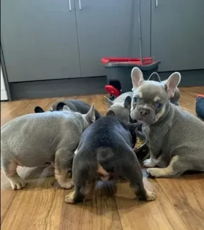 belli cuccioli bouledogue francesi | Foto 0