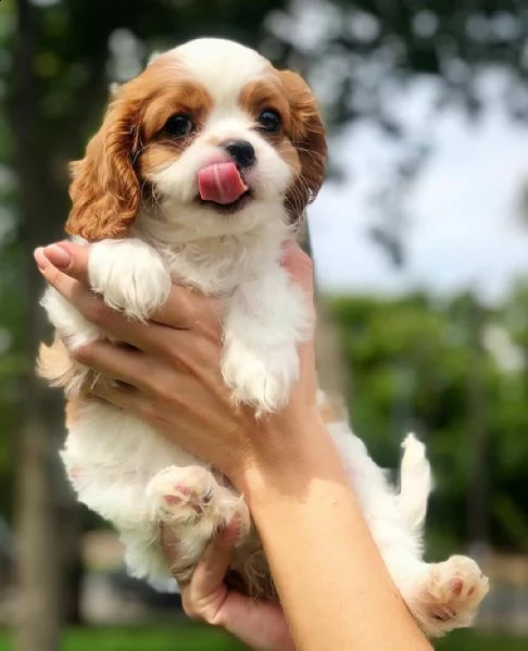 regalo chihuahua cuccioli meravigliosi ! 