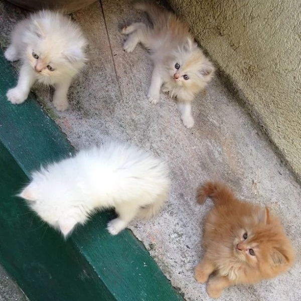  bellissimi gattini persiani