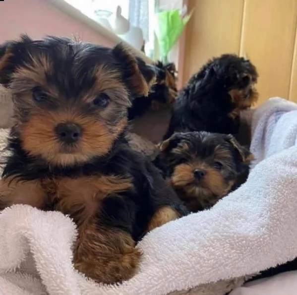  adorabili cuccioli di yorkshire terrier maschio e femmina