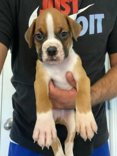  regalo cuccioli di boxer .