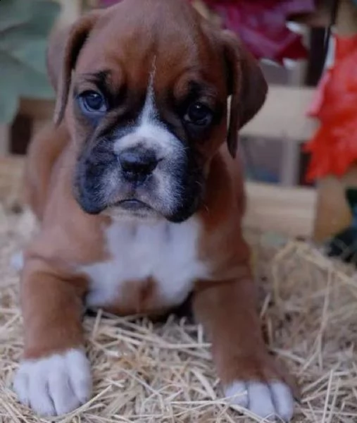    regalo cuccioli di boxer cuccioli di boxer rossi maschietti e femminucce . i cuccioli vengono ced
