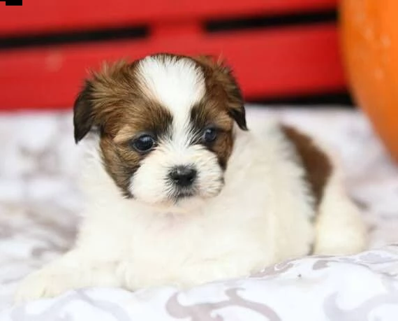 bellissimi cuccioli imperiali di shih tzu per l'adozione