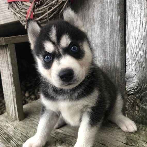 cuccioli di siberian husky