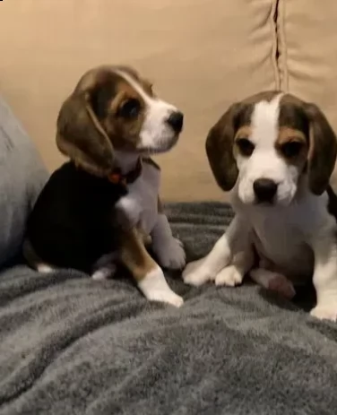 cuccioli di beagle