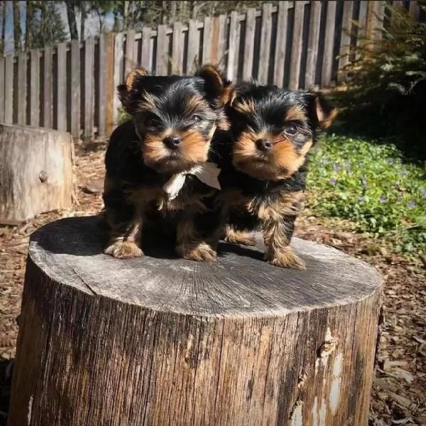   adorabili cuccioli di yorkshire terrier maschio e femmina