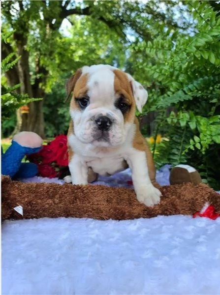 bulldog inglese 