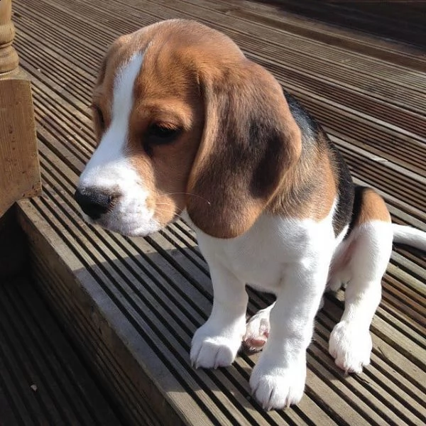 regalo beagle maschio e femmina | Foto 0