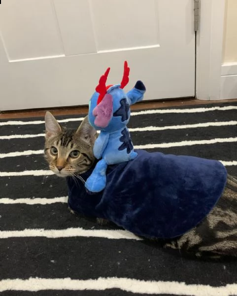 *****regalo gattini del bengala*** | Foto 0