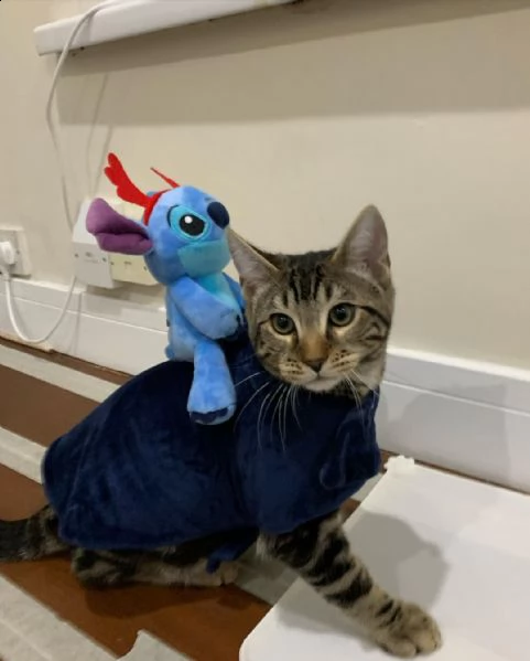 *****regalo gattini del bengala***