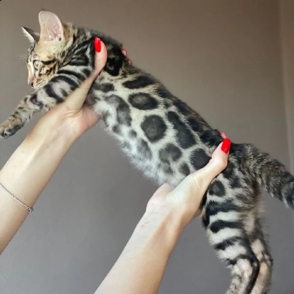 #$% regalo gattini del bengala #$% | Foto 1