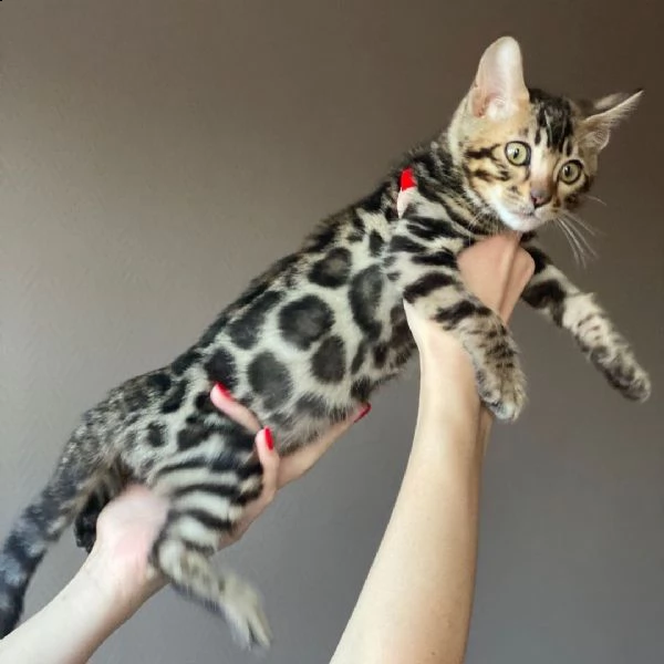 #$% regalo gattini del bengala #$% | Foto 0