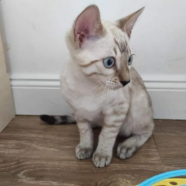 ^&%* regalo gattini del bengala %^&* | Foto 1